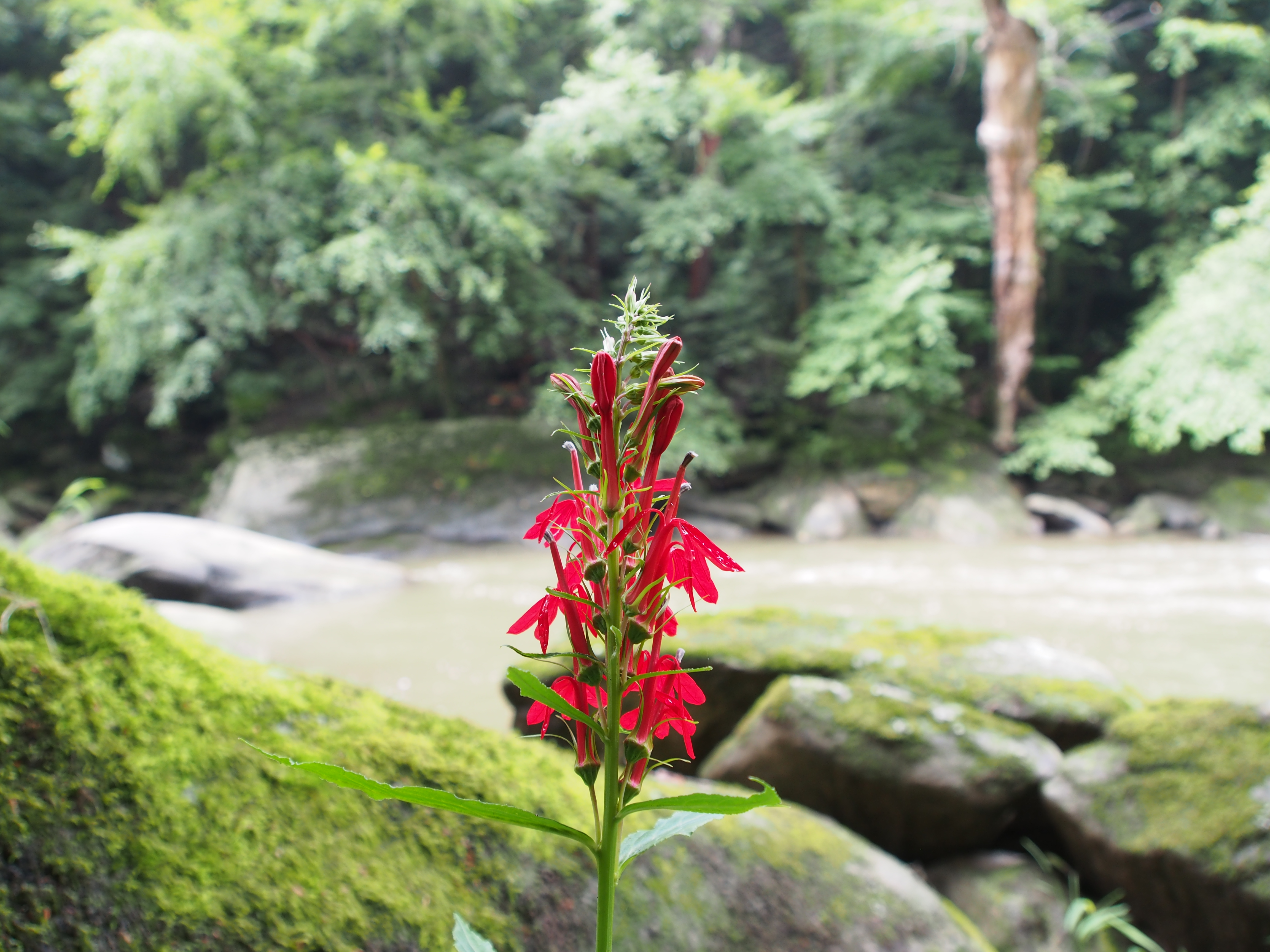Red flower by the rapids
