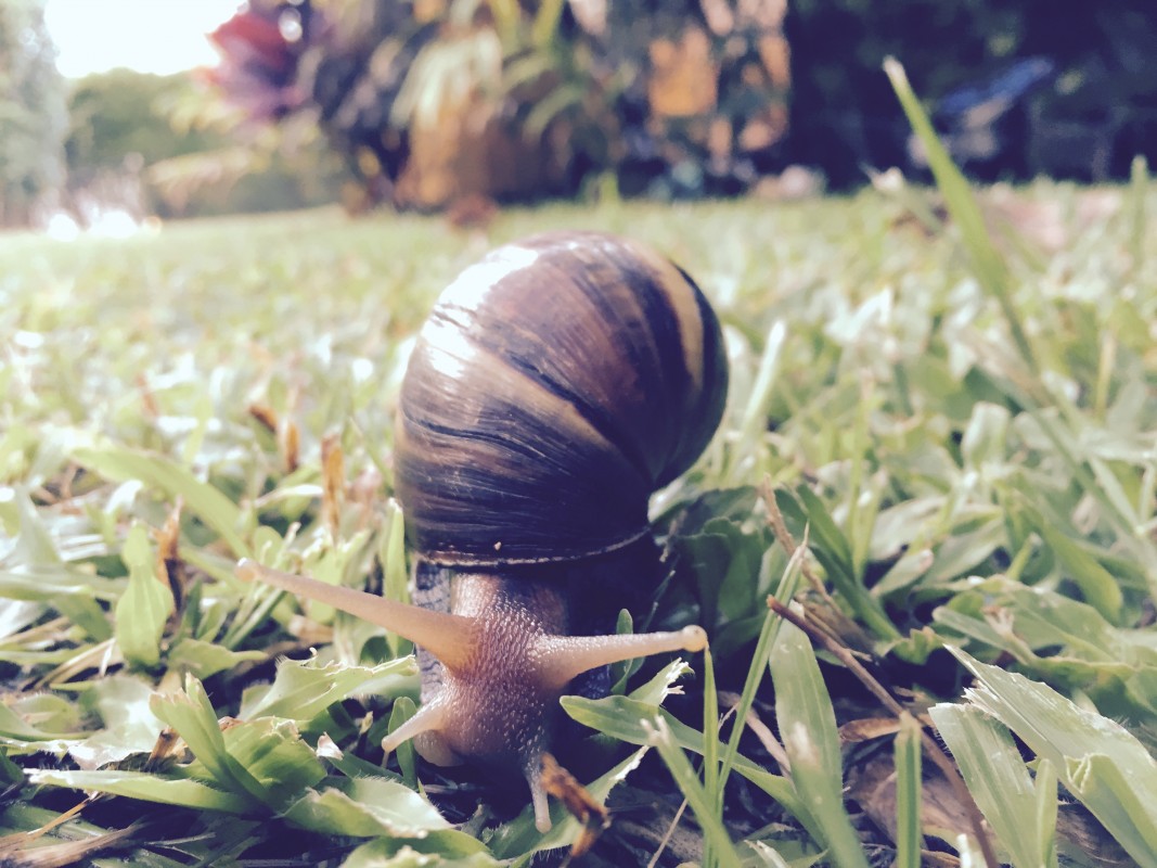 Snail