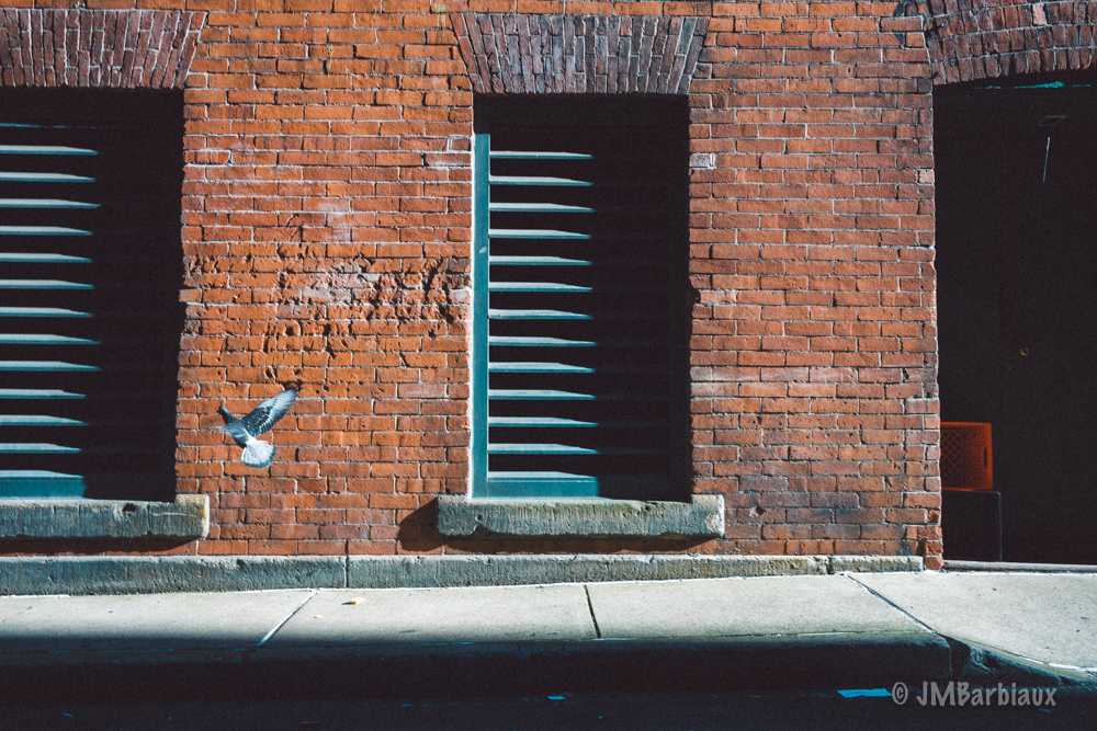 pigeon, leica m10, pittsburgh, street photography
