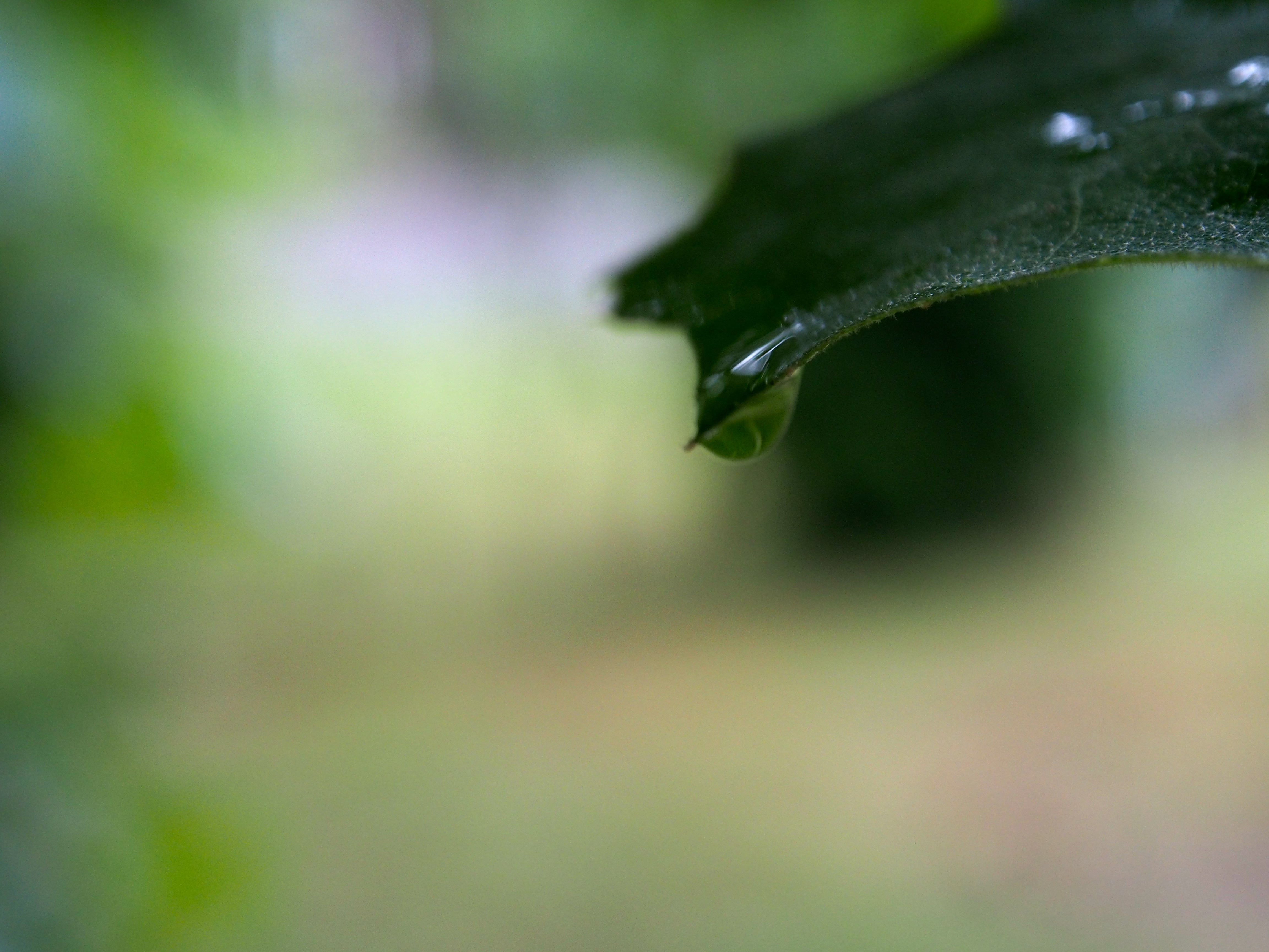 Rain Drop on Leaf