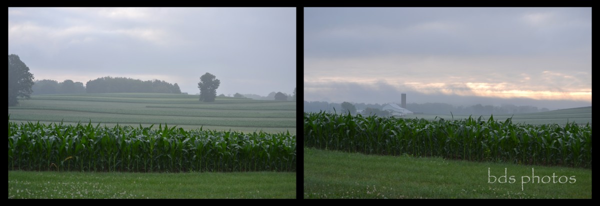 Diptych of Foggy Morning