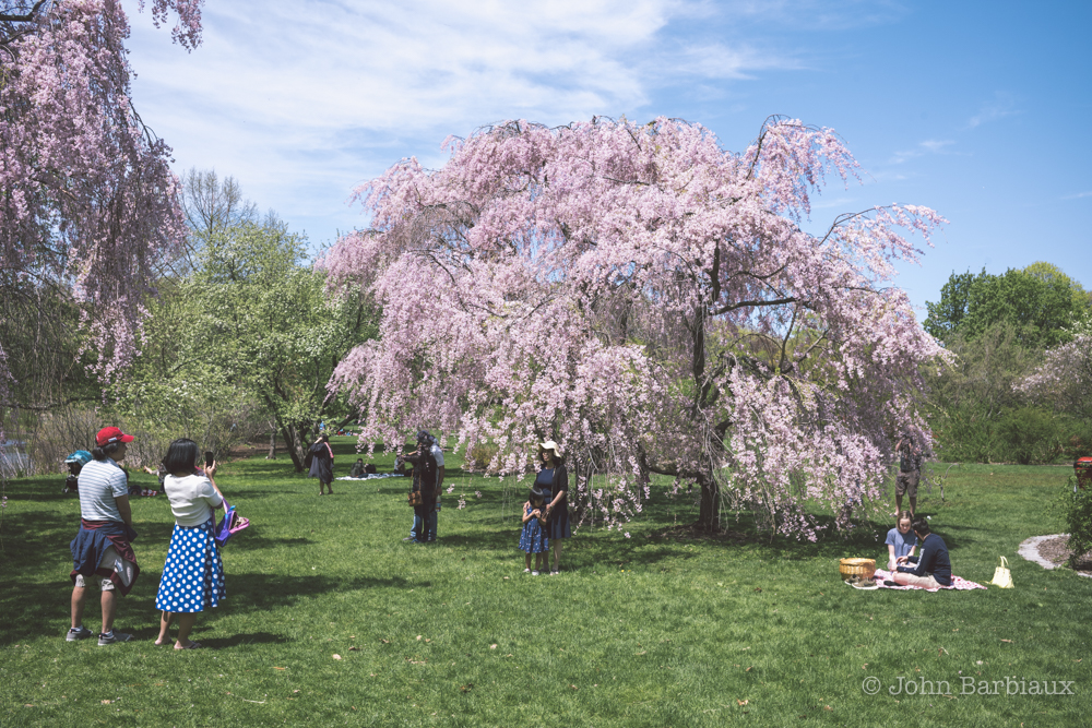 Arboretum, Harvard, Boston, Leica, Street Photography, spring, blooming, tree, beautiful, landscape