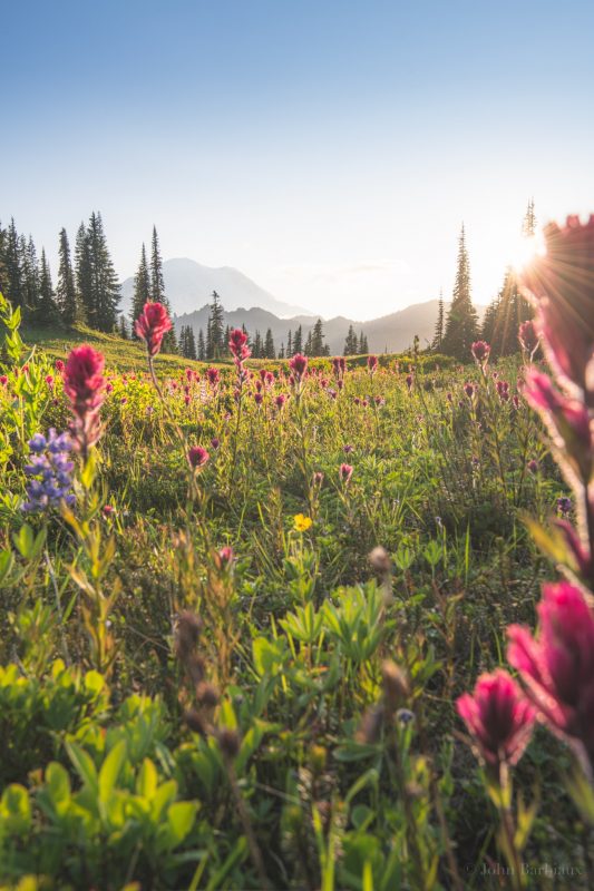 Tipsoo Lake, Mount Rainier, Mt. Rainier National Park, wildflowers, sunburst, sunset