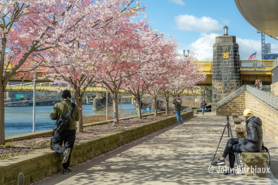 Pittsburgh’s Cherry Blossoms PhotolisticLife
