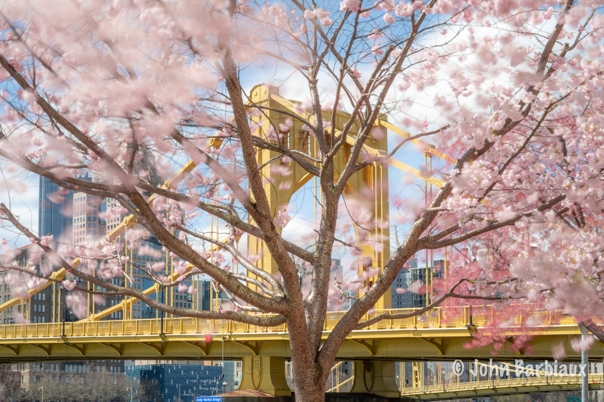 Cherry blossoms, Pittsburgh, north shore, fine art photography, Pittsburgh, bridges, spring, city