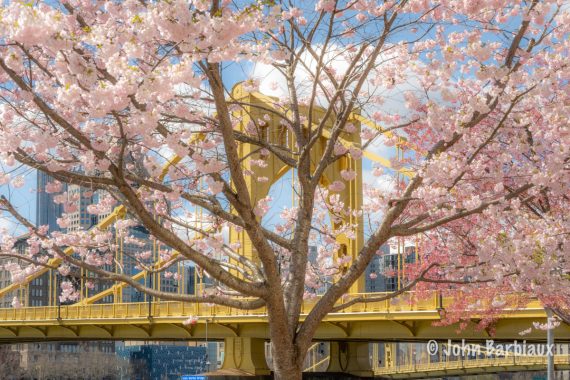 Cherry blossoms, Pittsburgh, spring, north shore, bridge, city, fine art photography